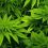加拿大大麻合法化成产业兴奋剂 2019年市场或将继续“上头”？
